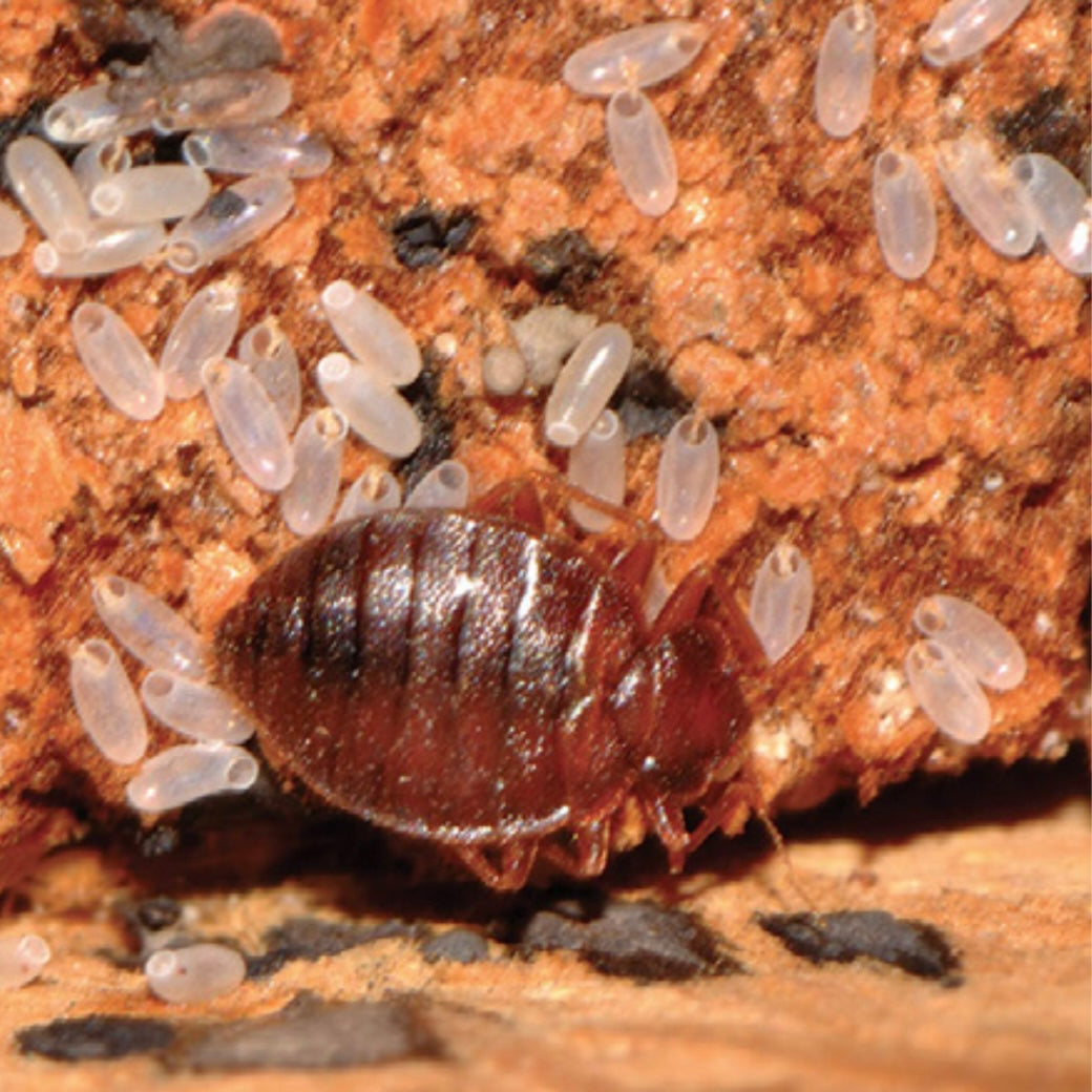 CIMEX ERADICATOR - MACHINE À VAPEUR ANTI PUNAISES DE LIT