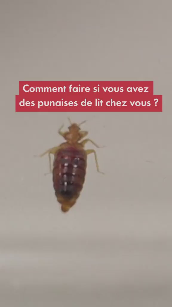 Charger la vidéo : 